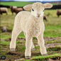 Schleich Lamb Animal Figure
